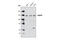 HAUSP antibody, 3277S, Cell Signaling Technology, Western Blot image 