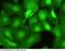 HAUSP antibody, 11681-MM03, Sino Biological, Immunohistochemistry frozen image 