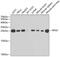 Ribosomal Protein L9 antibody, 15-113, ProSci, Western Blot image 