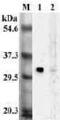 Nuclear Receptor Subfamily 0 Group B Member 2 antibody, ALX-804-589-C100, Enzo Life Sciences, Western Blot image 