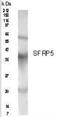 Secreted Frizzled Related Protein 5 antibody, NB200-121, Novus Biologicals, Western Blot image 