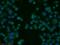 Neutral cholesterol ester hydrolase 1 antibody, 14021-1-AP, Proteintech Group, Immunofluorescence image 
