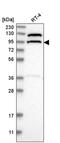 Coiled-Coil And C2 Domain Containing 1B antibody, PA5-65098, Invitrogen Antibodies, Western Blot image 