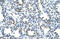 Chromobox 3 antibody, ARP34721_T100, Aviva Systems Biology, Immunohistochemistry frozen image 