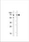 Ubiquilin 1 antibody, TA324714, Origene, Western Blot image 