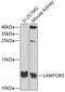Late Endosomal/Lysosomal Adaptor, MAPK And MTOR Activator 5 antibody, 18-735, ProSci, Western Blot image 