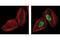 H2A Histone Family Member X antibody, 9718, Cell Signaling Technology, Immunofluorescence image 
