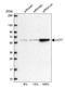 Chaperonin Containing TCP1 Subunit 7 antibody, HPA008425, Atlas Antibodies, Western Blot image 