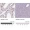 AT-rich interactive domain-containing protein 3B antibody, NBP2-33596, Novus Biologicals, Immunohistochemistry paraffin image 