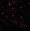 Solute Carrier Family 39 Member 10 antibody, orb94604, Biorbyt, Immunofluorescence image 