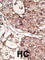 Thy-1 Cell Surface Antigen antibody, abx031507, Abbexa, Western Blot image 