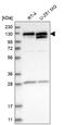 Cell cycle and apoptosis regulator protein 2 antibody, HPA019943, Atlas Antibodies, Western Blot image 
