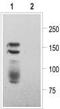 HERG antibody, TA328602, Origene, Western Blot image 