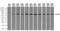 Leukotriene A4 Hydrolase antibody, MA5-24982, Invitrogen Antibodies, Western Blot image 