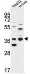 Dehydrogenase/Reductase 3 antibody, AP51254PU-N, Origene, Western Blot image 