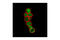Aml1 antibody, 4336P, Cell Signaling Technology, Immunofluorescence image 