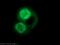 Opioid growth factor receptor antibody, 11177-1-AP, Proteintech Group, Immunofluorescence image 