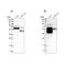 BAI1 Associated Protein 2 Like 1 antibody, NBP1-89528, Novus Biologicals, Western Blot image 