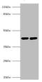 Small RNA Binding Exonuclease Protection Factor La antibody, A54756-100, Epigentek, Western Blot image 