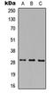 MAF1 Homolog, Negative Regulator Of RNA Polymerase III antibody, abx121513, Abbexa, Western Blot image 