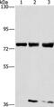 Gamma-Glutamyl Carboxylase antibody, PA5-50417, Invitrogen Antibodies, Western Blot image 