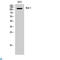 Kinase suppressor of Ras 1 antibody, LS-C814167, Lifespan Biosciences, Western Blot image 