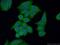 Dedicator Of Cytokinesis 4 antibody, 21861-1-AP, Proteintech Group, Immunofluorescence image 