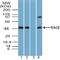 MOK Protein Kinase antibody, NBP2-03950, Novus Biologicals, Western Blot image 