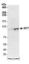 Integrator Complex Subunit 7 antibody, NB100-465, Novus Biologicals, Western Blot image 