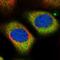 ALMS1 Centrosome And Basal Body Associated Protein antibody, NBP1-83015, Novus Biologicals, Immunocytochemistry image 