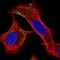 Engulfment and cell motility protein 2 antibody, HPA018811, Atlas Antibodies, Immunocytochemistry image 