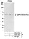 Centrosomal Protein 44 antibody, A304-955A, Bethyl Labs, Immunoprecipitation image 