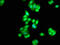 Casein Kinase 1 Delta antibody, LS-C375538, Lifespan Biosciences, Immunofluorescence image 