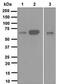 Cell Division Cycle 25B antibody, GTX63329, GeneTex, Western Blot image 