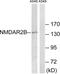 NMDAR2B antibody, LS-C199330, Lifespan Biosciences, Western Blot image 