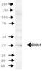 C-X-C Motif Chemokine Receptor 4 antibody, TA336493, Origene, Western Blot image 