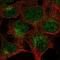 Cathepsin K antibody, HPA050346, Atlas Antibodies, Immunocytochemistry image 