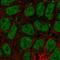 BRI3 Binding Protein antibody, HPA014957, Atlas Antibodies, Immunofluorescence image 