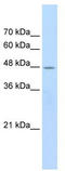 Cholinergic Receptor Nicotinic Beta 2 Subunit antibody, TA338497, Origene, Western Blot image 