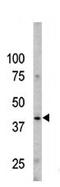 Caspase 9 antibody, TA324765, Origene, Western Blot image 