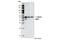 Mitogen-Activated Protein Kinase Kinase 1 antibody, 2352S, Cell Signaling Technology, Western Blot image 