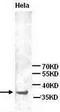 Annexin A2 antibody, TA310039, Origene, Western Blot image 