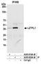 Leucine Zipper Transcription Factor Like 1 antibody, A305-820A-M, Bethyl Labs, Immunoprecipitation image 