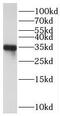 Testis Expressed 37 antibody, FNab01099, FineTest, Western Blot image 