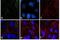 Phospholipid Phosphatase 3 antibody, 39-1000, Invitrogen Antibodies, Immunofluorescence image 