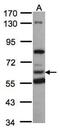 2-Hydroxyacyl-CoA Lyase 1 antibody, PA5-28511, Invitrogen Antibodies, Western Blot image 