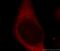 Ribosomal Protein S27 antibody, 15355-1-AP, Proteintech Group, Immunofluorescence image 