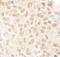 Nuclear transcription factor Y subunit alpha antibody, A302-104A, Bethyl Labs, Immunohistochemistry frozen image 