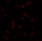 Placenta-specific protein 2 antibody, 6017, ProSci Inc, Immunofluorescence image 