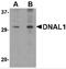 Dynein light chain 1, axonemal antibody, 4733, ProSci, Western Blot image 